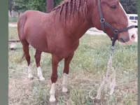 Pferde (Partie, Geschlecht nicht angegeben), Mustang — Foto 1