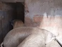 خنزير ذكر — الصورة 2
