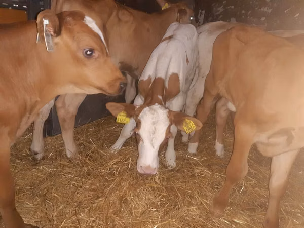 Toro, Simmental cattle