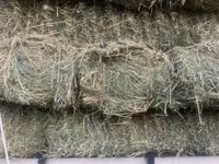 Продаю клевер чистый 2 кос — foto 3