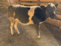 Cow, Belgian Blue — photo 5
