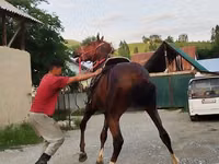 Hengst, Karabair horse — Foto 7