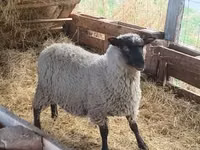 公羊, Sheep — 照片 1