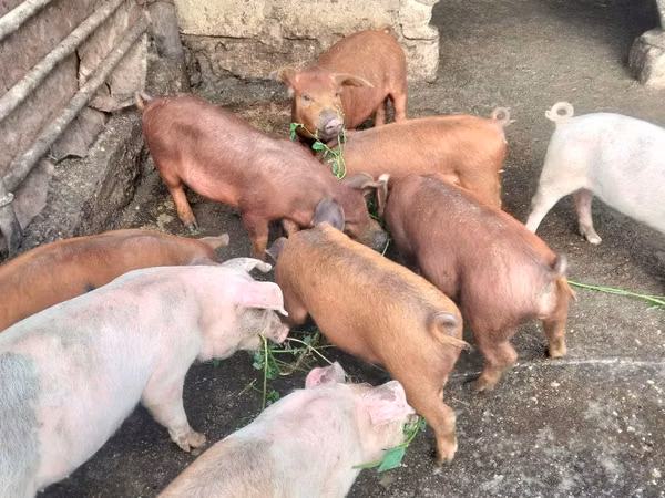 Boar, Pigs