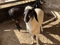 Carnero, Blackheaded Persian sheep — foto 3