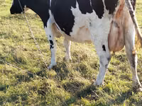 Cow, Holstein breed — photo 1
