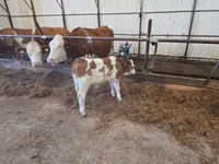 Toro, Simmental cattle — foto 1
