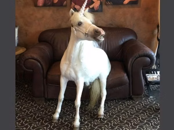Stute, Miniature horse