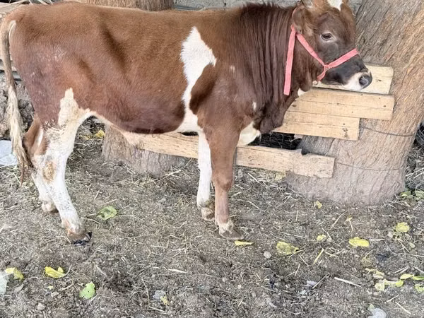 Bull, Cattle