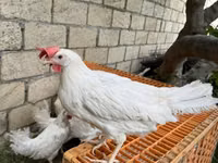 Leghorn — Foto 2