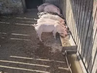 Säue, Schweine — Foto 5
