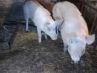 Pigs (batch, sex not specified), Pigs — photo 5