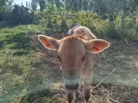 Toro, Swiss cattle — foto 1