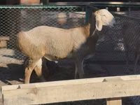 كبش, Arashan sheep — الصورة 3