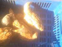 Chickens — Foto 1