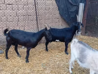 Ziegenbock, Saanen goat — Foto 1