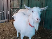 Goat, Saanen goat — photo 2