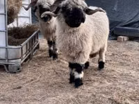 Schaf, Valais Blacknose sheep — Foto 3