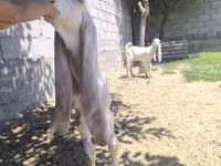 Ziegenbock, Gulabi goats — Foto 3
