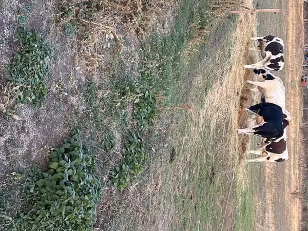 गाय, मवेशी