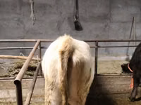 Oveja, Dala sheep — foto 2