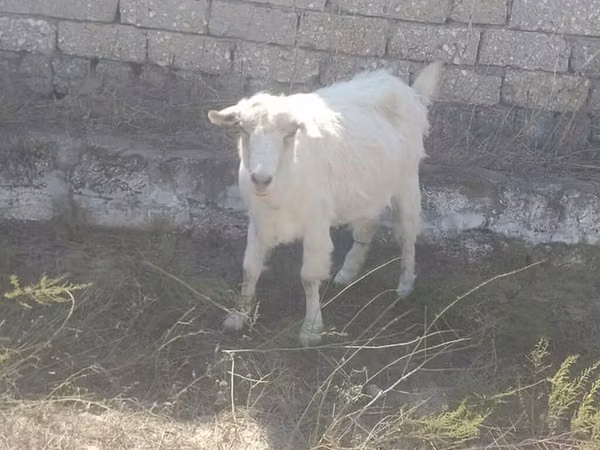 Коза, Козлы