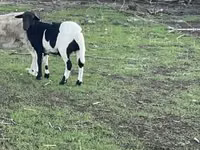Carnero, Dorper sheep — foto 1