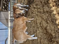Bull, Partenaise cattle — photo 6
