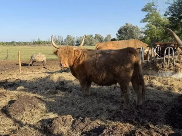 Cow, Highland