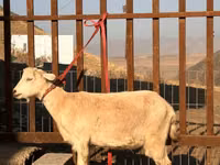 母山羊, Saanen goat — 照片 1