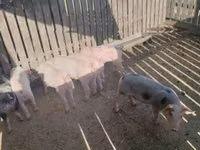 Säue, Schweine — Foto 1