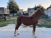 Mare, Horses — photo 3