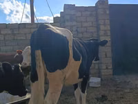 Vaca, Simmental cattle — foto 4