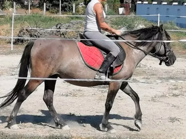 Stute, Polish pony