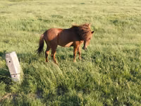 Caballo, Caballos — foto 3