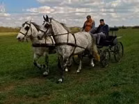 Caballo, Caballos — foto 2