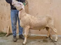 Ram, Lacaune sheep — photo 1