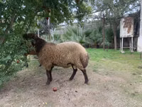 Ram, Sheep — photo 2