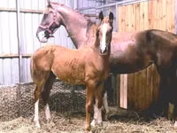 حصان, Dutch warmblood horse — الصورة 2