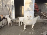 母山羊, Goats — 照片 4