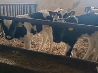 ثور, Russian Black pied cattle — الصورة 2