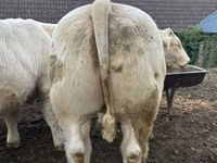 ثور, Charolais cattle — الصورة 2