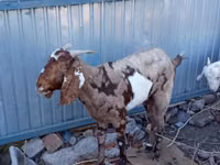 Ziege, Beetal goats — Foto 1