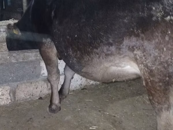 Cow, Alatau breed