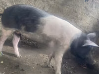 Pigs (batch, sex not specified) — photo 2