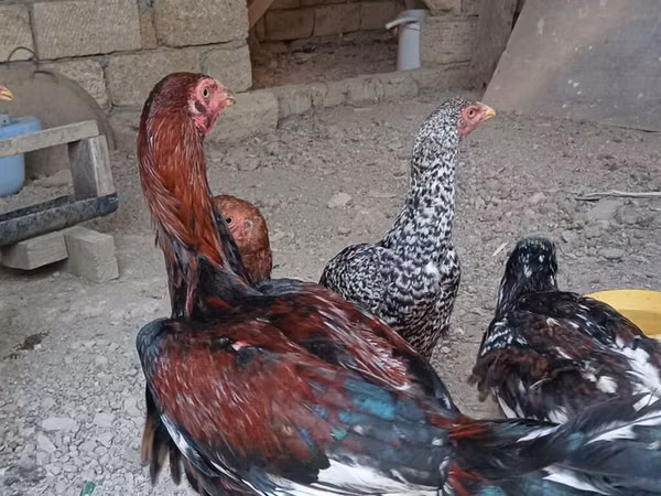 أستراليان بيت غيم فاول