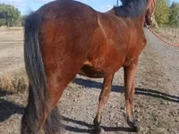 Horse (M), Hungarian horse breed — photo 3