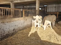 Kuh, Charolais cattle — Foto 4