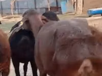 Schaf, Hissar sheep — Foto 3