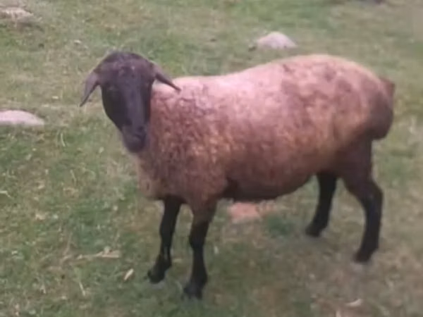 母羊, Sheep